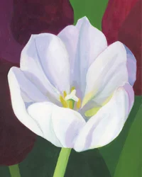 Elegantti valkoinen tulppaani
