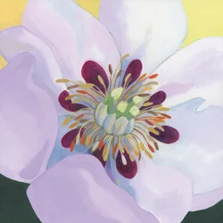 Elävät magnolian terälehdet