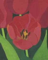 Elävät punaiset tulppaanit