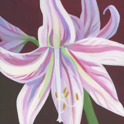 Värikäs raidallinen amaryllis