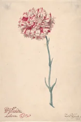 Neilikka Hollandia Liberata, 1675.