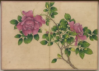 Pöytäalbumi: Kukka- ja lintumaalauksia (Rose)
