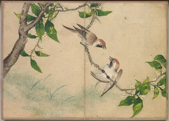 Pöytäalbumi: Kukka- ja lintumaalauksia Gossiping Sparrows, 17th Century.