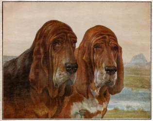 Saint Hubertin tai Bloodhoundin koirat. 1925 (kuva)