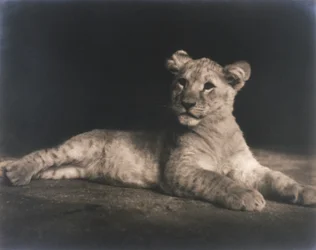 Leijonanpentu