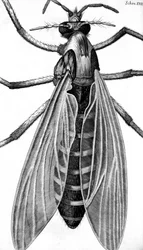 Mikroskooppi