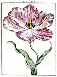 Mikroskooppi