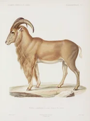 Muflon, Algeria