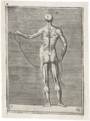 Lihakset Miesten lihaksiston anatominen tutkimus; mies kädessään köysi, n. 1555