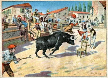 Taureaux en Camargue. Härkätaistelut Camarguessa.