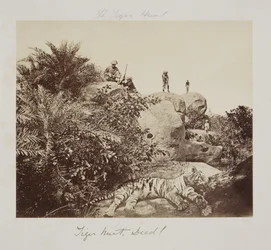 Tiger Hunt, Dead!", c