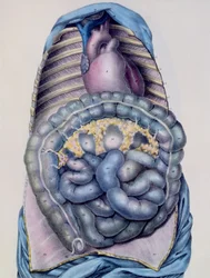 Paksusuolen anatomia, Jules Cloquetin (1790-1883) Manuel dAnatomie descriptive du Corps Humainin kaivertama G. de Frey, 1825