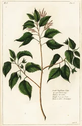 Kynttilänpähkinä, Croton laccifer