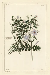 Tavallinen jasmiini, Jasminum officinale, Linn