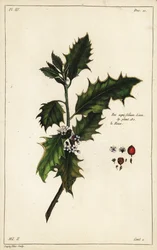 Eurooppalainen holly, Ilex aquifolium, Linn