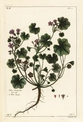 Matala malva tai pyöreälehtinen malva, Malva pusilla